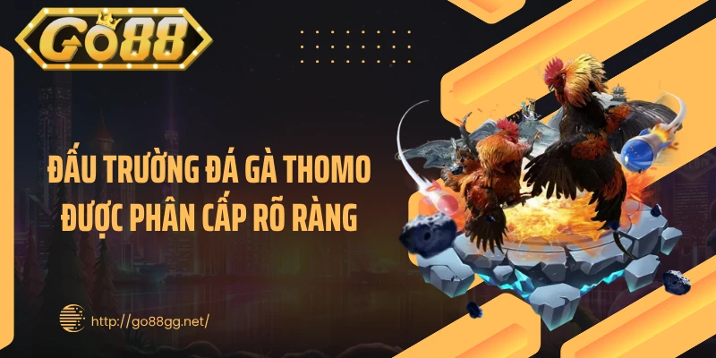 Đấu trường đá gà Thomo được phân cấp rõ ràng