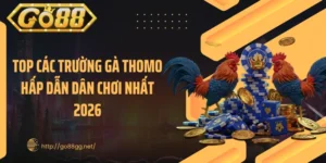 Top Các Trường Gà Thomo Hấp Dẫn Dân Chơi Nhất 2026